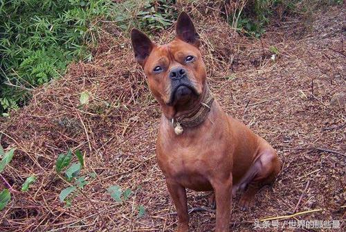 最新凉山猎犬黑色版出售与选购养护指南