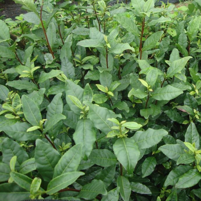 最新茶叶品种探寻之旅，与自然美景的邂逅与内心平和的追寻